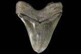 Serrated, Fossil Megalodon Tooth - Massive Tooth #89798-2